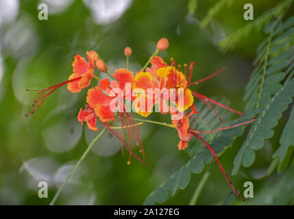 Caesalpinia Close Up Red And Yellow Flowers With Green Leaves On A Sunny Day Stock Photo