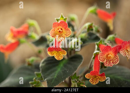 Kohleria amabilis, or tree gloxinia, a flowering plant belonging to the family Gesneriaceae and native to Colombia, in variety Bogotensis. Stock Photo