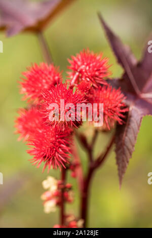 Seed capsules of Ricinus communis, the castor bean or castor oil plant, from which the toxin ricin is derived. It is in family Euphorbiaceae, spurges. Stock Photo