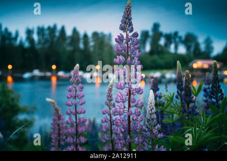 Wild Flowers Lupine In Summer Meadow Near Lake At Evening Night. Lupinus, Commonly Known As Lupin Or Lupine, Is A Genus Of Flowering Plants In The Leg Stock Photo