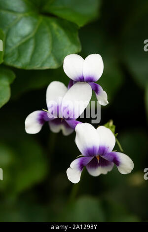 Ivy leaved violet (Viola hederacea), a species of violet native to Australia. Stock Photo
