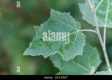 Young green-white foliage / leaf of White Poplar / Populus alba. Favours moist ground. Parts once used as medicinal plant in herbal cures. Stock Photo