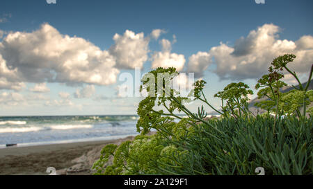 Plants on Beach Stock Photo