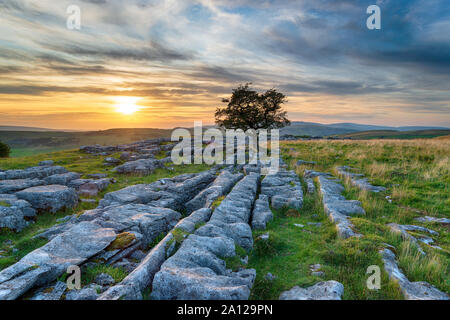 Sunset over a windswept Hawthorn tree growing out of a limestone pavement at Winskill in the Yorkshire Dales Stock Photo