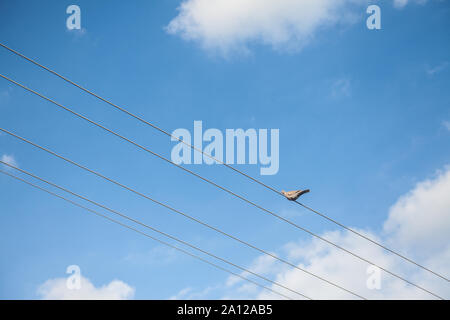 European Turtle Dove, also called streptopelia turtur, sitting and standing on an electrical powerline cable. The turtle dove is one of the most iconi Stock Photo