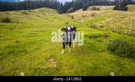 Drone Moo Scape Stock Photo