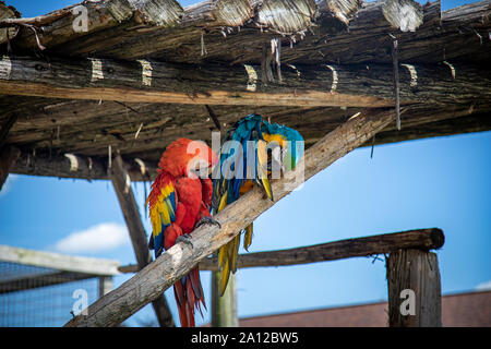 A red macaw and a blue and gold macaw perched and grooming at a private zoo in Michigan. Stock Photo