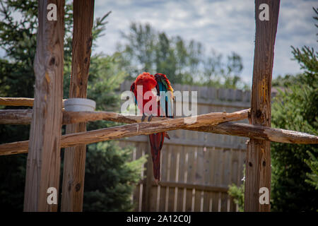 A red macaw perched and grooming at a private zoo in Michigan. Stock Photo