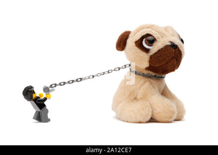 Toy man tried to take his huge stubborn Pug for a walk, but he doesnt want to go, isolated and shot on white
