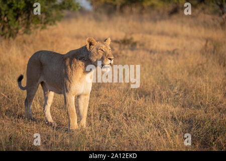 A lioness, Panthera leo, stands in short brown grass, looking out of frame, mouth open, tail curled up