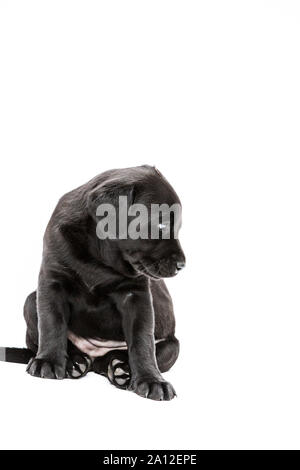 Black Labrador Puppy on white background Stock Photo - Alamy