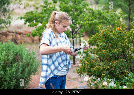 13 year old girl cutting roses from formal garden Stock Photo