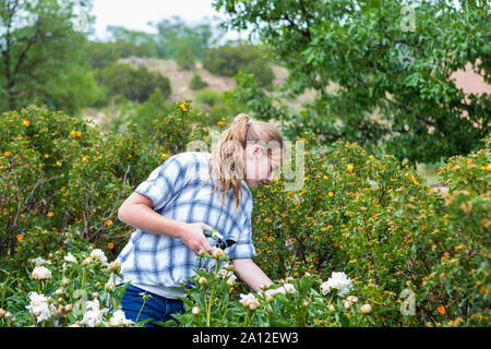 13 year old girl cutting roses from formal garden Stock Photo