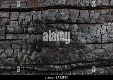 Close up of burnt lodgepole pine tree from destructive forest fire. Stock Photo