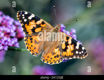 Painted Lady butterfly (Vanessa cardui) feeding on a Verbena flower Stock Photo