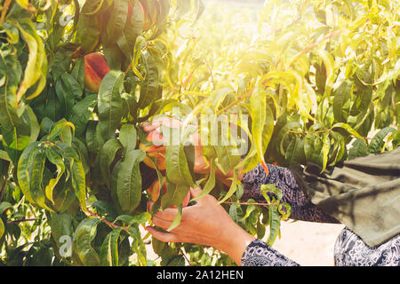 farmer harvesting peaches from tree in garden. Agriculture concept Stock Photo