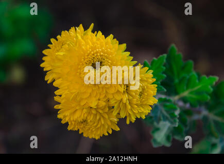 yellow chrysanthemum flowers, autumn day grow on a flowerbed, beautiful background, closeup Stock Photo