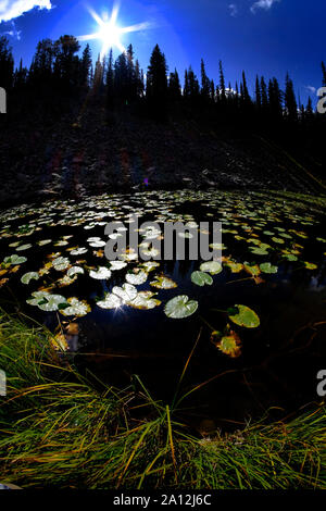 Lily pads in dark water with sunlight glowing in detail reflecting the sky pine trees and sunshine Stock Photo