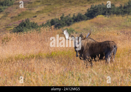 Alaska Yukon bull Moose in Autumn in Denali National Park Alaska Stock Photo