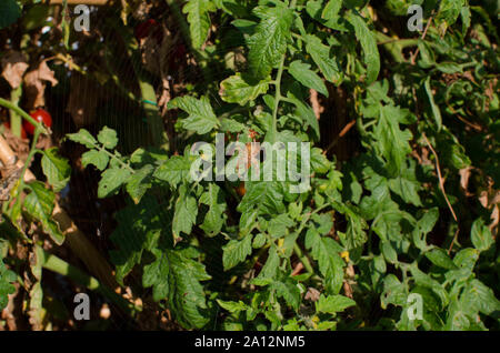 Spider (Araneus diadematus) on its web in a tomato plant (Solanum lycopersicum) Stock Photo