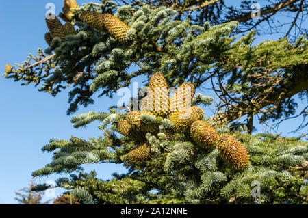 CAIRN CATTOCH WALK OR TRAIL ARCHIESTOWN MORAY SCOTLAND START OF WALK PINE TREE WITH VERY LARGE CONES IN THE VILLAGE Stock Photo