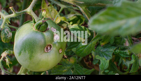 Helicoverpa armigera (lepidoptera noctuidae) on green tomato Stock Photo