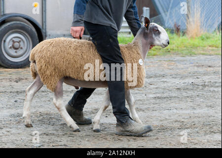 Llanelwedd, Powys, UK. 23rd September 2019. Blue Faced Leicester rams get loaded up after the auction. The NSA (National Sheep Association) Wales & Border Ram Sale takes place at the Royal Welsh Showground in Powys, Wales, UK. Two NSA Wales & Border Ram Sales are held each year: An early one in August and the main one in September. Around 4,500 rams from about 30 breeds will be on sale. © Graham M. Lawrence/Alamy Live News Stock Photo