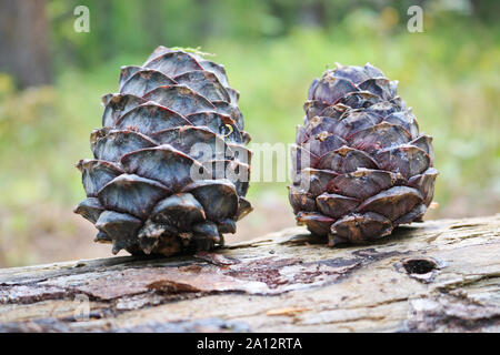 Ripe Cedar cones with nuts. Still life from the Siberian taiga. Siberian pine cone (Pinus sibirica). Stock Photo