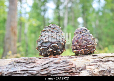 Ripe Cedar cones with nuts. Still life from the Siberian taiga. Siberian pine cone (Pinus sibirica). Stock Photo