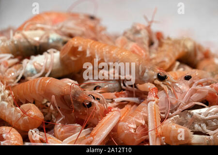 Fresh scampi at fish market detail Stock Photo