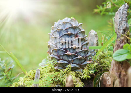Ripe Cedar cones with nuts. Still life from the Siberian taiga. Siberian pine cone (Pinus sibirica). Stock Photo