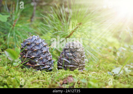 Ripe Cedar cones with nuts. Still life from the Siberian taiga. Siberian pine cone (Pinus sibirica). Stock Photo