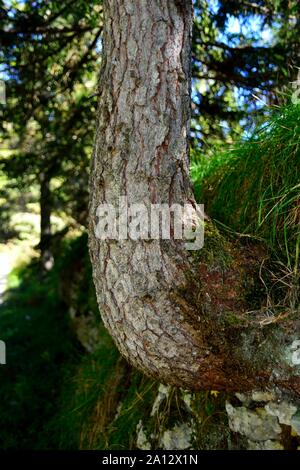 Mount Vezzena, Trentino Alto Adige, A fir tree of the unsual shape Stock Photo