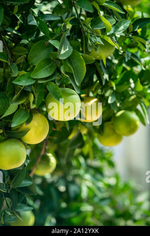 Close up of green unripe Grapefruit with tree Stock Photo