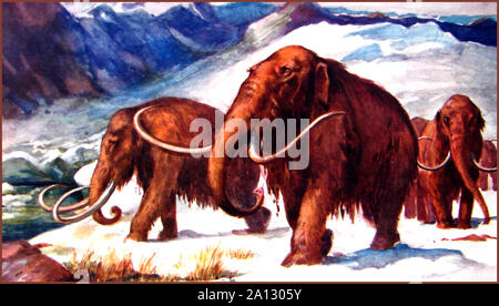 A circa 1940  colour image of hairy mammoths. Because genomic research shows that the mammoth genome matches 99% of the elephant genome, plans are said to be underway to  clone an elephant/mammoth  by genetic engineering. Stock Photo