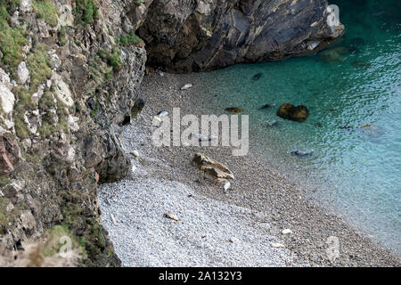 Atlantic grey baby seals & mothers Halichoerus grypus view from above on beach & in water near Martins Haven in Pembrokeshire Wales UK  KATHY DEWITT Stock Photo