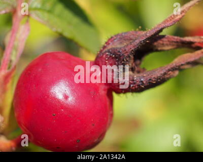 Red ripe rosehip fruits grow on the Bush. Close up Stock Photo - Alamy