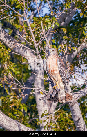 Red-shouldered hawk (Buteo lineatus). Flamingo Campground. Everglades National Park. Florida. USA Stock Photo