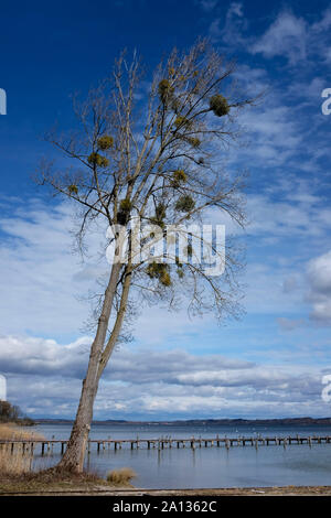 tree with mistletoes in early spring at lake Ammersee Stock Photo