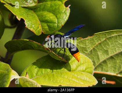 The Synagris Potter Waspis a large distinctivly marked soloitary wasp. The female makes massive, thick-walled mud nests attached to branches Stock Photo