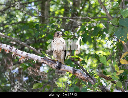 Broad winged hawk, Buteo platypterus, in woodland near Montreal River Harbour, Ontario Stock Photo