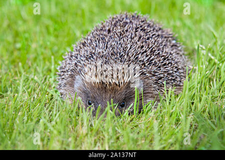 West european hedgehog (Erinaceus europaeus) on a green meadow Stock Photo