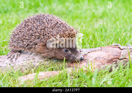 West european hedgehog (Erinaceus europaeus) on a green meadow Stock Photo