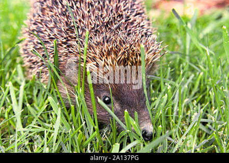 West european hedgehog (Erinaceus europaeus) on a green meadow Stock Photo