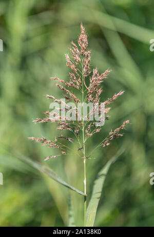 Common Reed / Phragmites australis or Phragmites communis flower head panicle (end of season). Don't  confuse with Bulrush / Reedmace - Typha species. Stock Photo