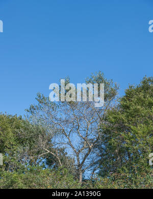 Green-white foliage / leaves of White Poplar tree / Populus alba against blue summer sky. Parts once used as medicinal plant for herbal cures. Stock Photo