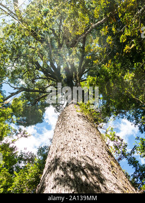 Nature walk in the Huilo Huilo Biological Reserve. It is a temperate humid forest with species such as Tepa, Coigue, Olivillo and Rauli renovales, Pan Stock Photo