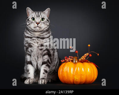 Handsome silver tabby British Shorthair cat, sitting beside orange pumpkin. Looking at lens with mesmerizing green eyes. Isolated on black background. Stock Photo
