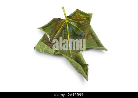 Studio shot of dried fig leaf isolated on a white background - John Gollop Stock Photo