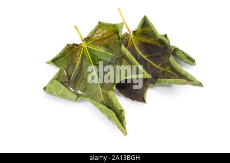 Studio shot of dried fig leaf isolated on a white background - John Gollop Stock Photo